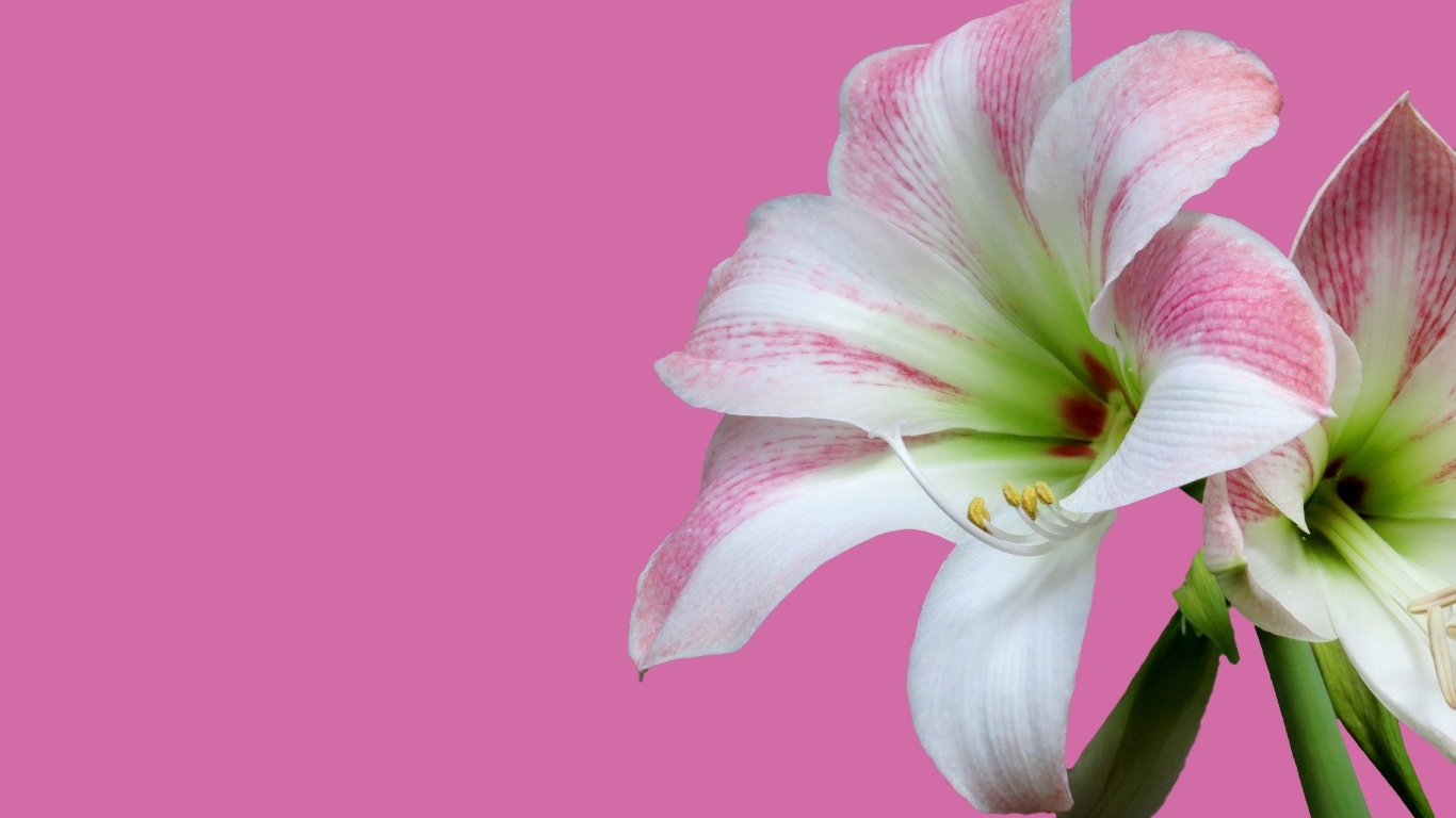 Два цветка амариллиса на розовом фоне