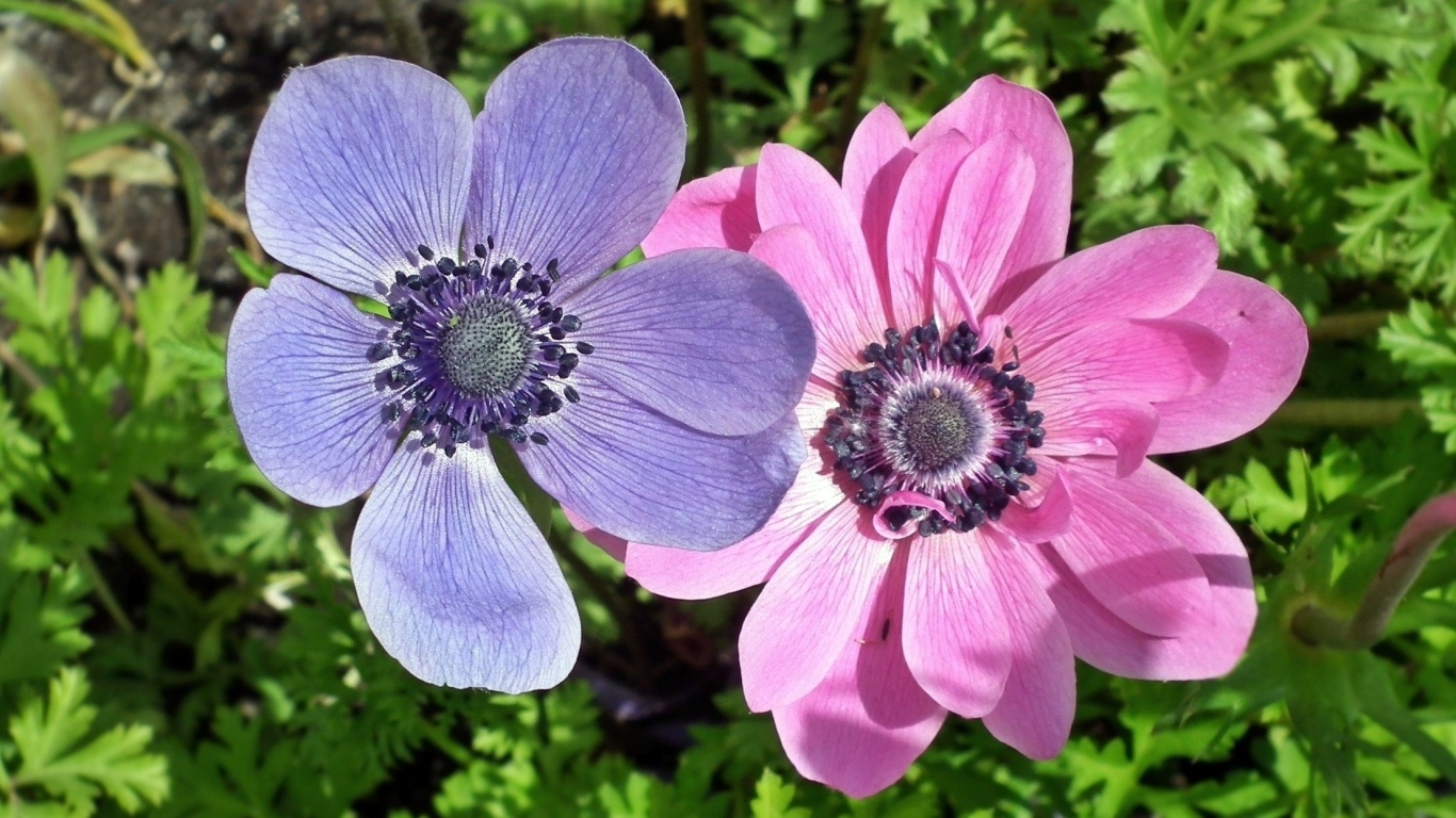 Два цветка анемона в зеленых листьях