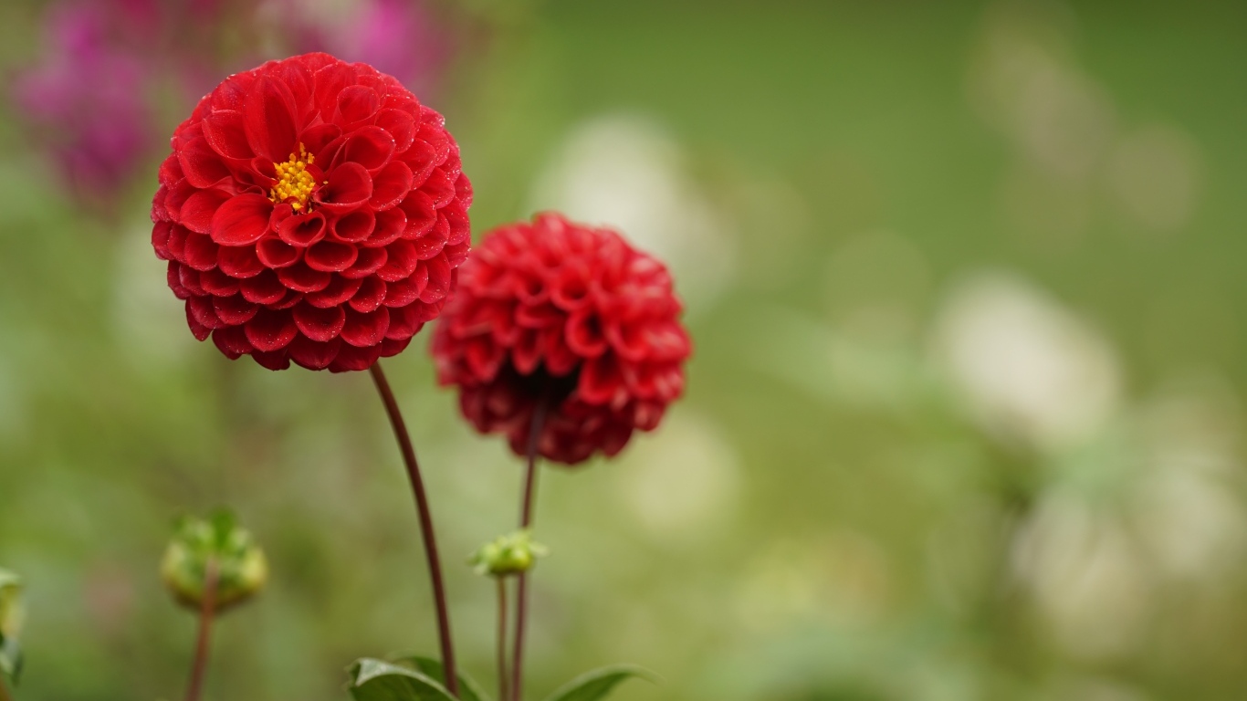 Два красивых пышных цветка садовой георгины