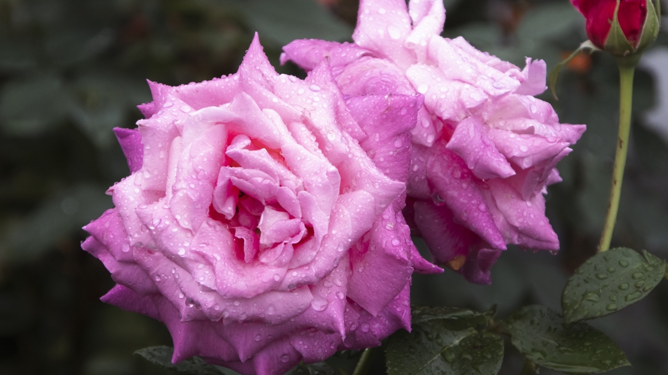 Две красивые розовые розы с бутоном в каплях дождя