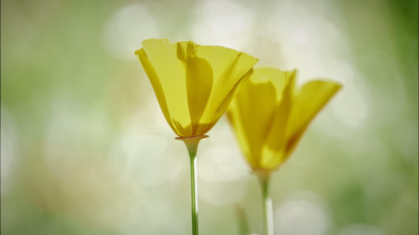 Два нежных желтых цветка эшшольции 