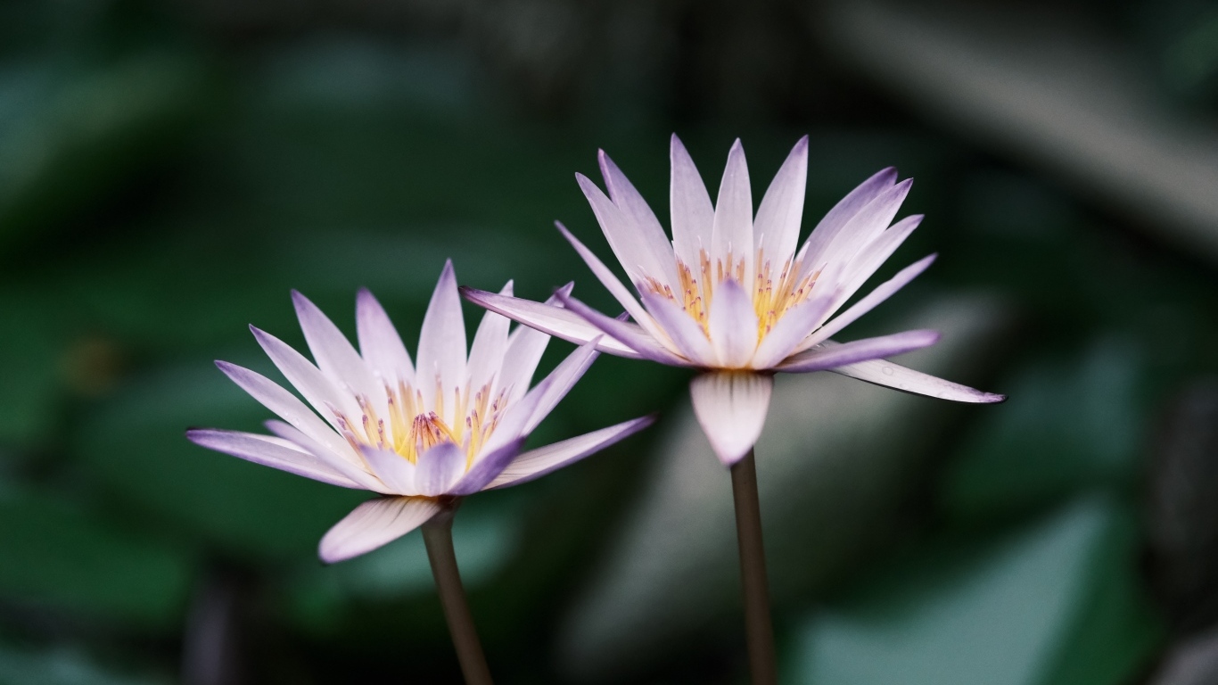Два сиреневых цветка лотоса в пруду