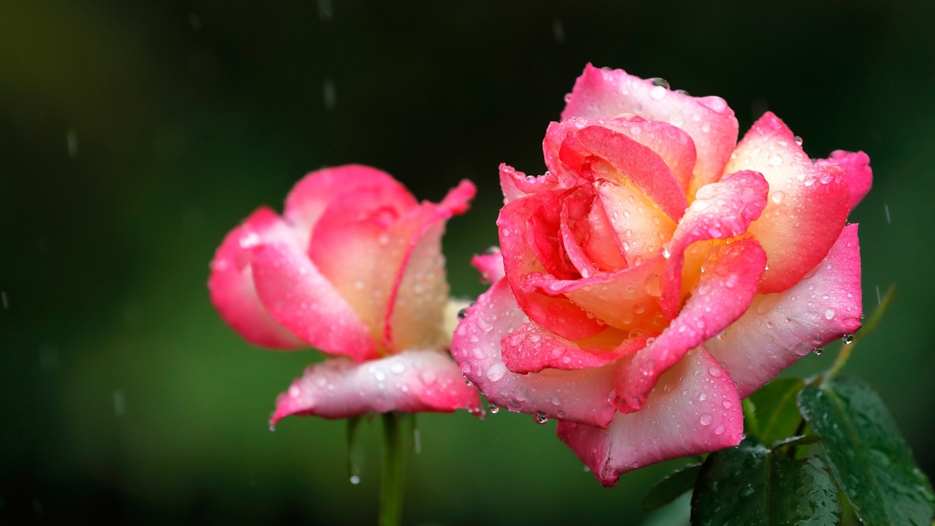 Две розовые розы под дождем