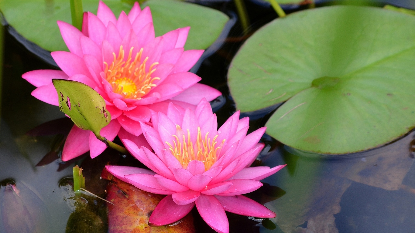 Два розовых цветка водяной лилии с зелеными листьями