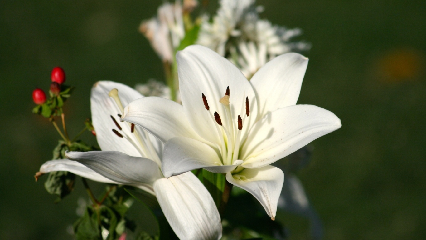 Две белые лилии крупным планом на клумбе