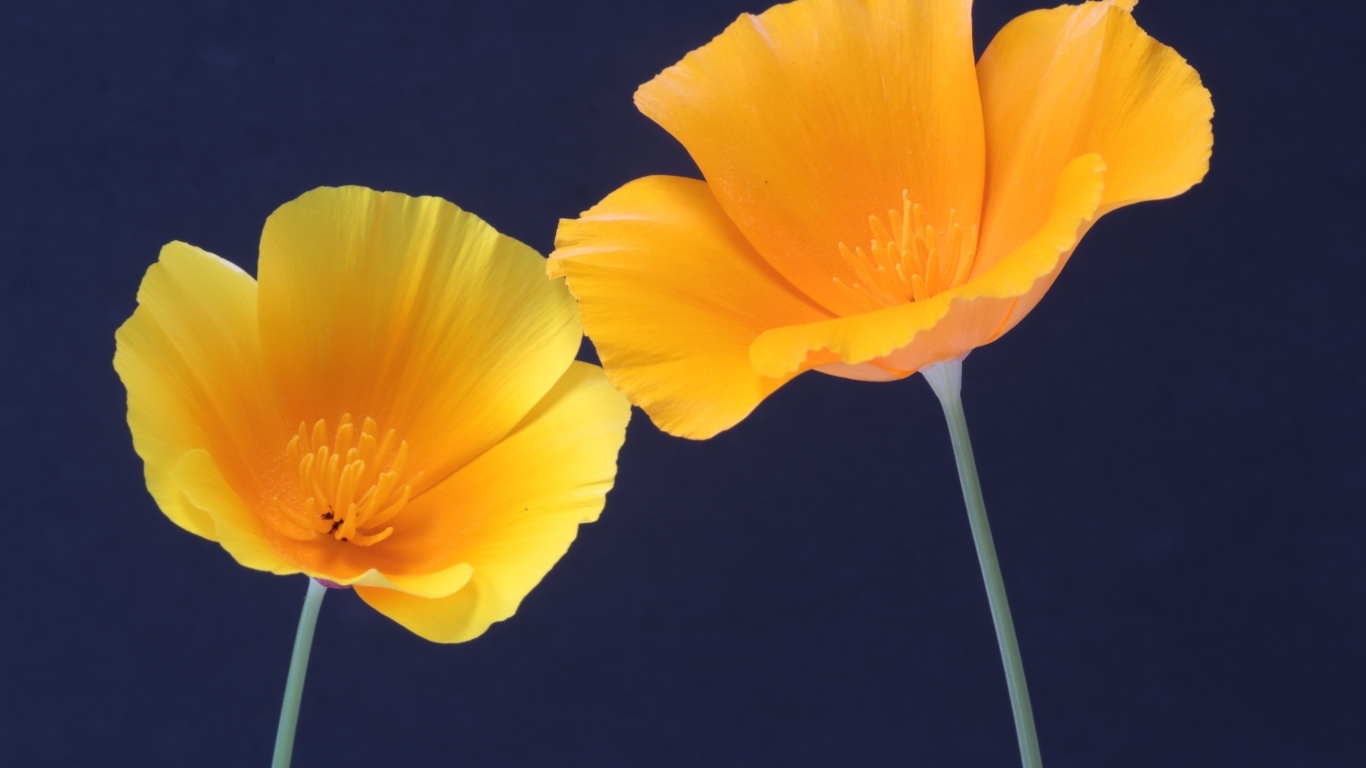 Два желтых цветка эшшольция на синем фоне