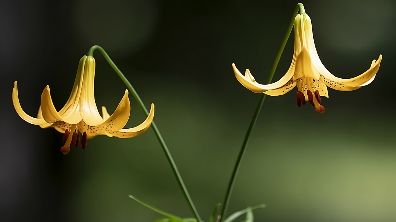 Две желтые лилии на зеленом фоне