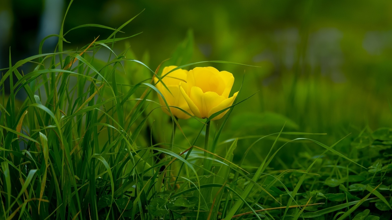 Два желтых тюльпана в зеленой траве