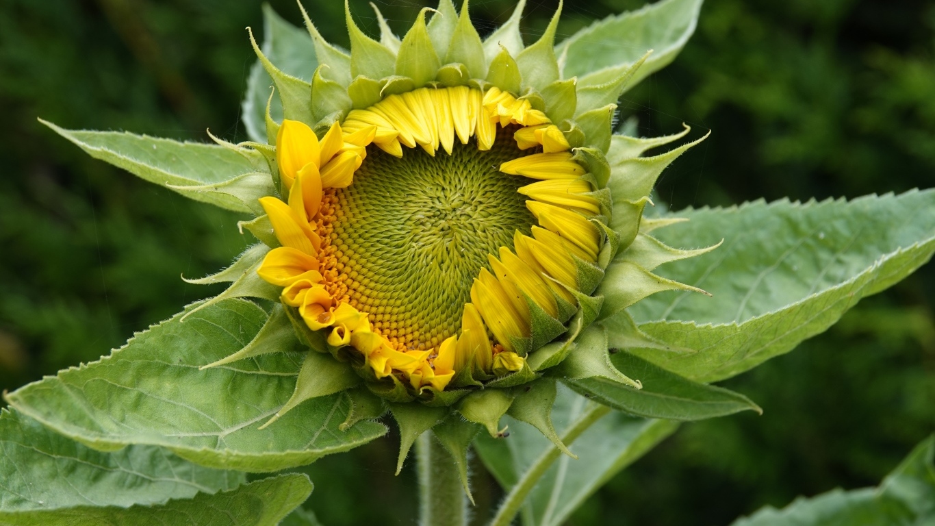 Нераспустившийся цветок подсолнуха крупным планом