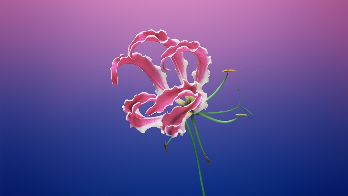 Необычная розовая лилия на синем фоне