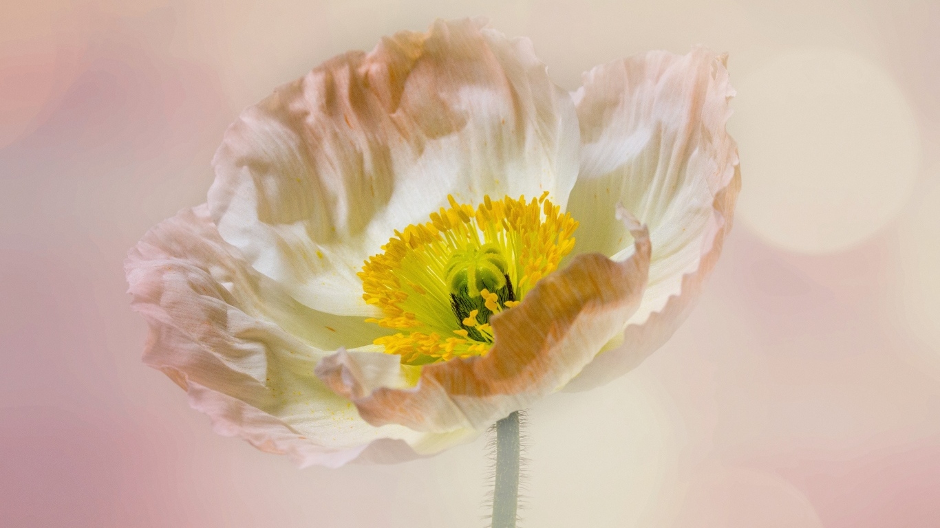 Необыкновенный цветок мака на розовом фоне