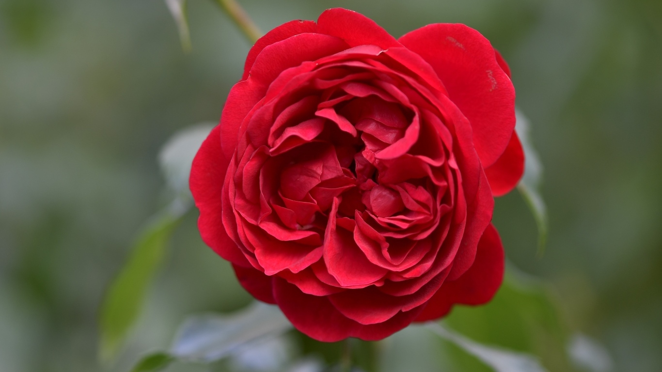 Вид на пышную красную розу