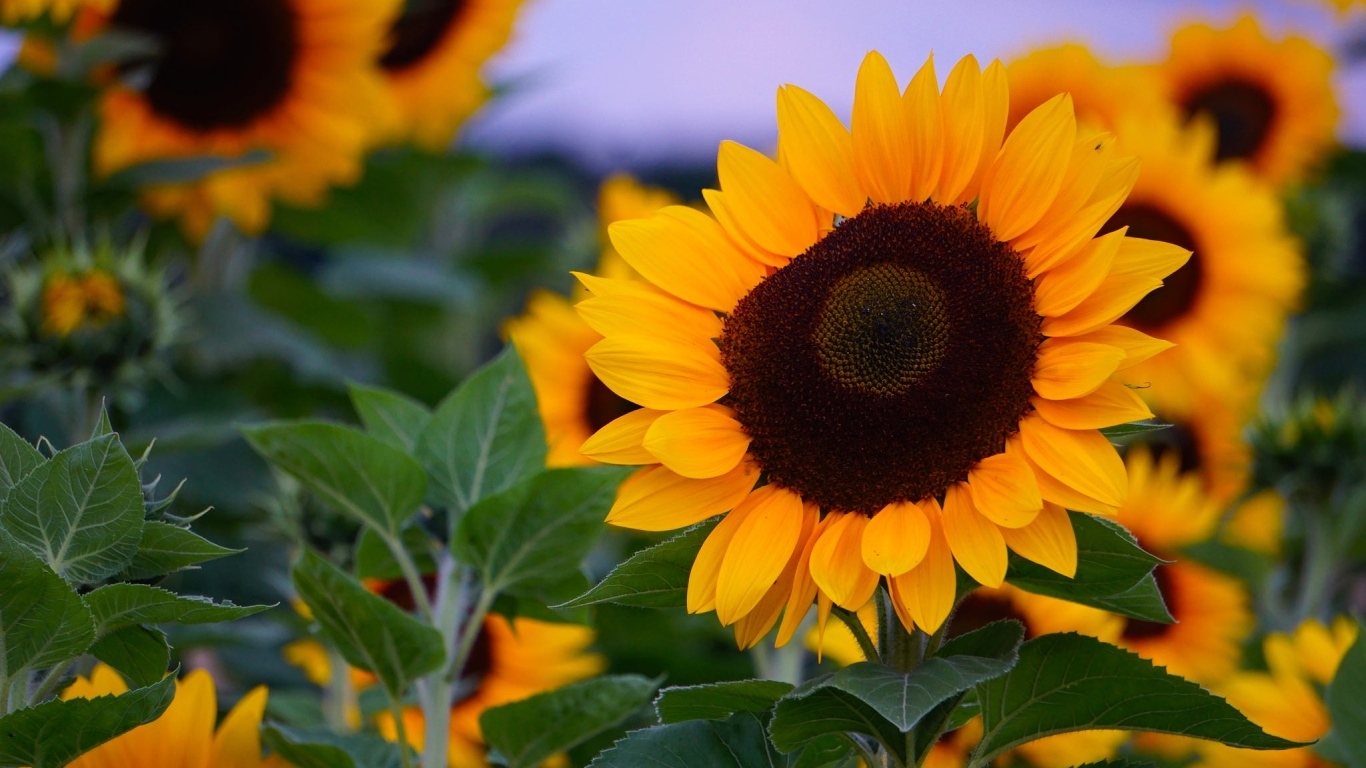 Теплые желтые подсолнухи на поле