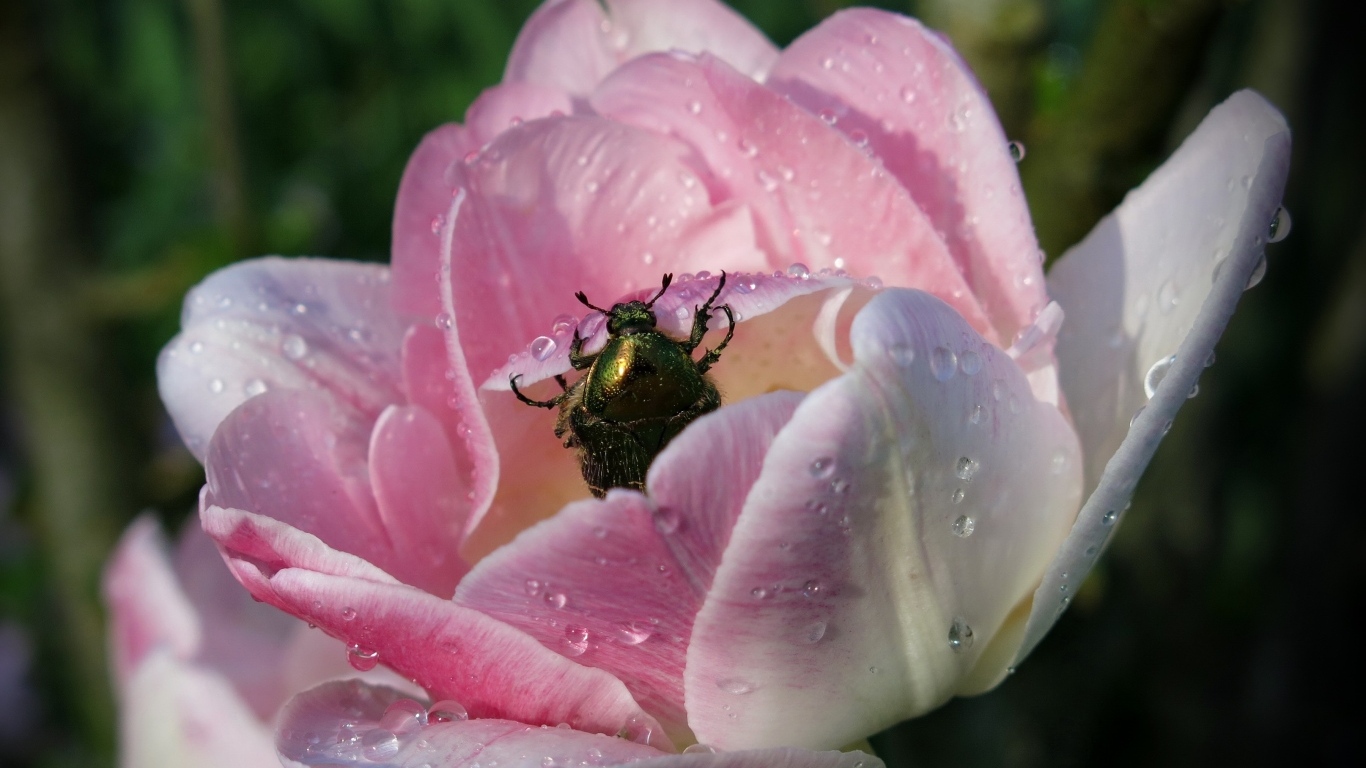 Мокрый розовый тюльпан с жуком крупным планом