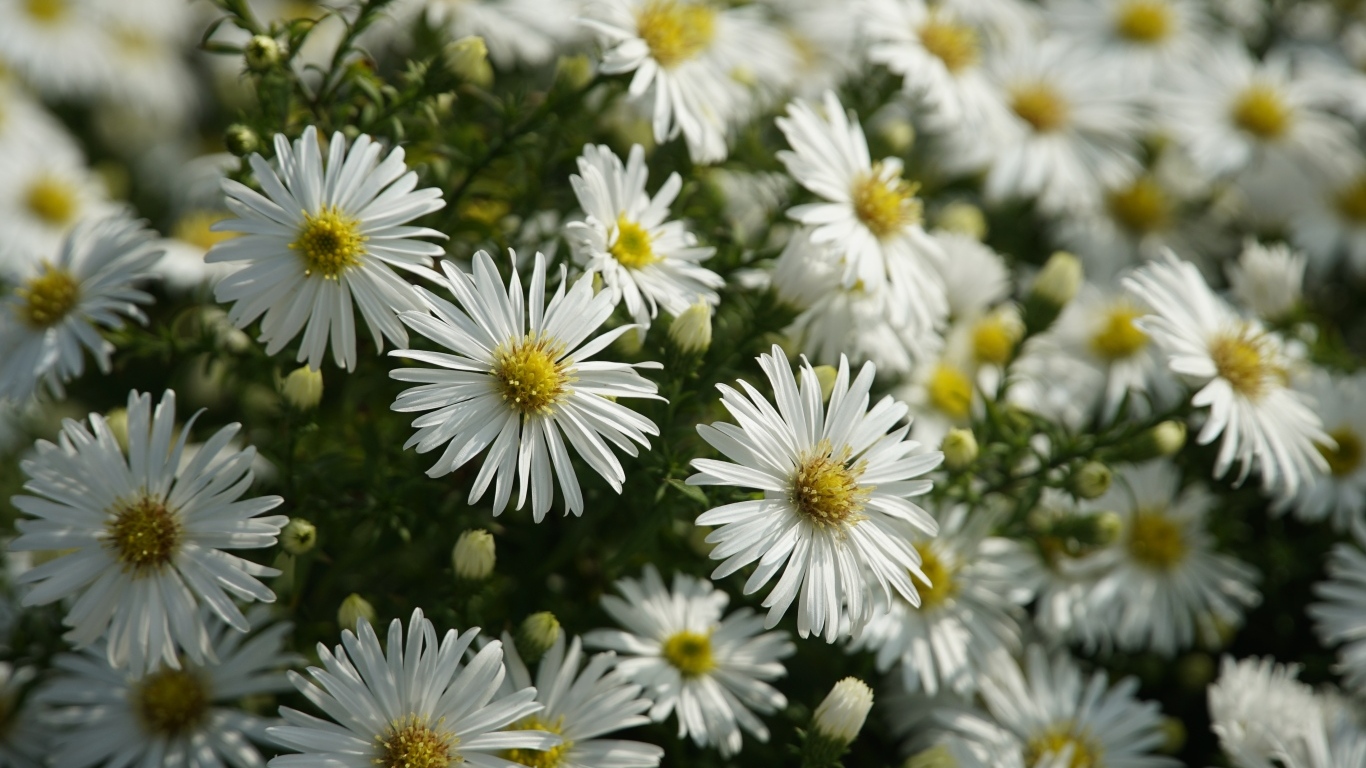 Белые цветы сентябринка крупным планом