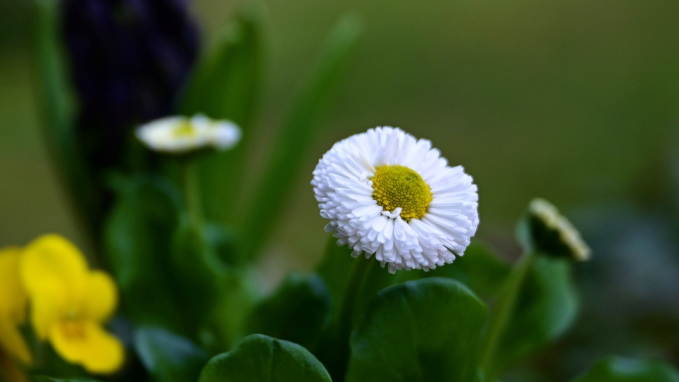 Белые маргаритки с зелеными листьями