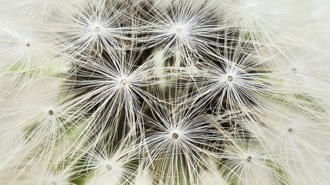 Белый цветок одуванчика крупным планом