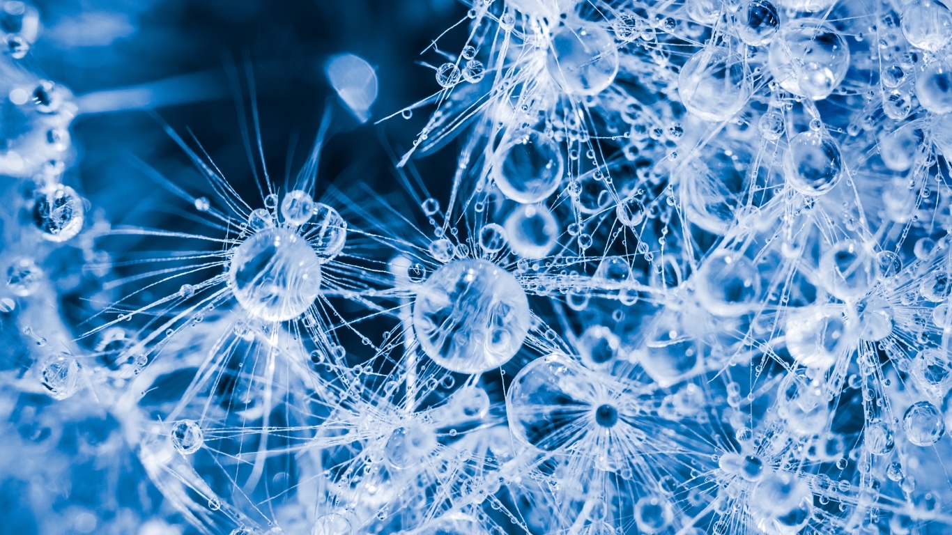 Покрытый каплями воды белый цветок одуванчика