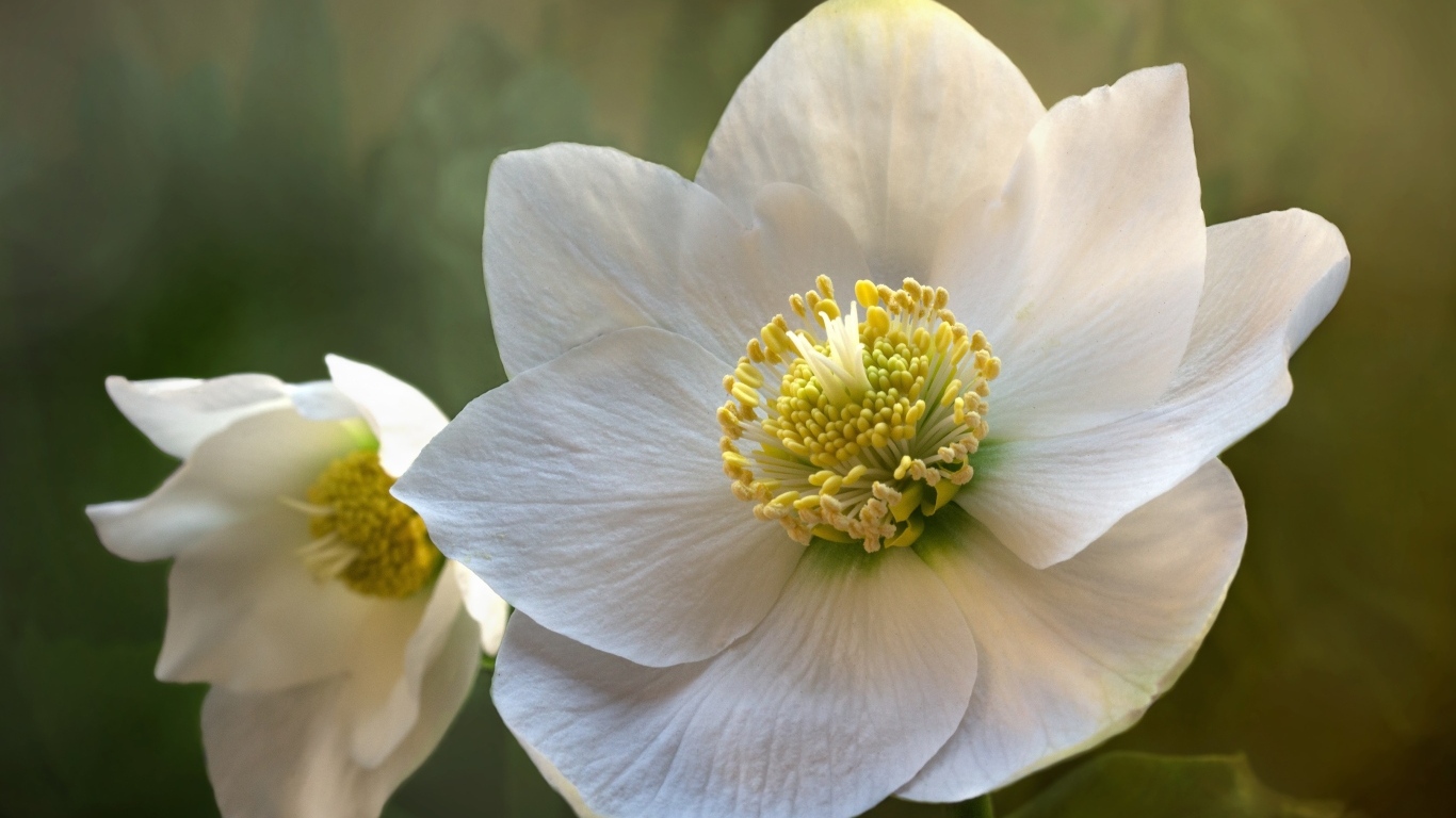 Белые нежные цветы морозника крупным планом 