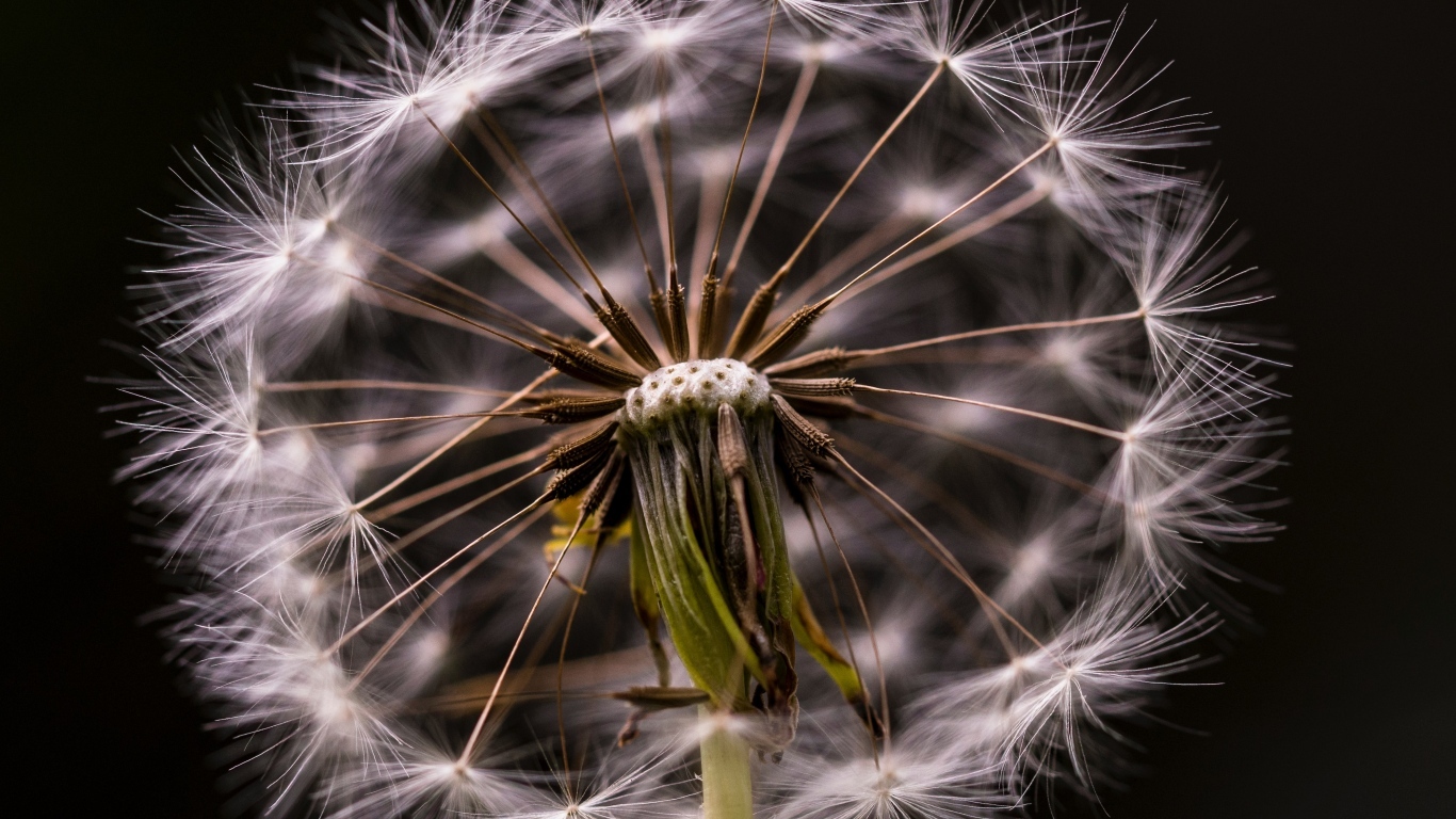Белый отцветший одуванчик на черном фоне