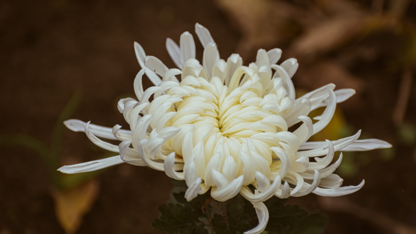 Белый цветок садовой хризантемы вблизи
