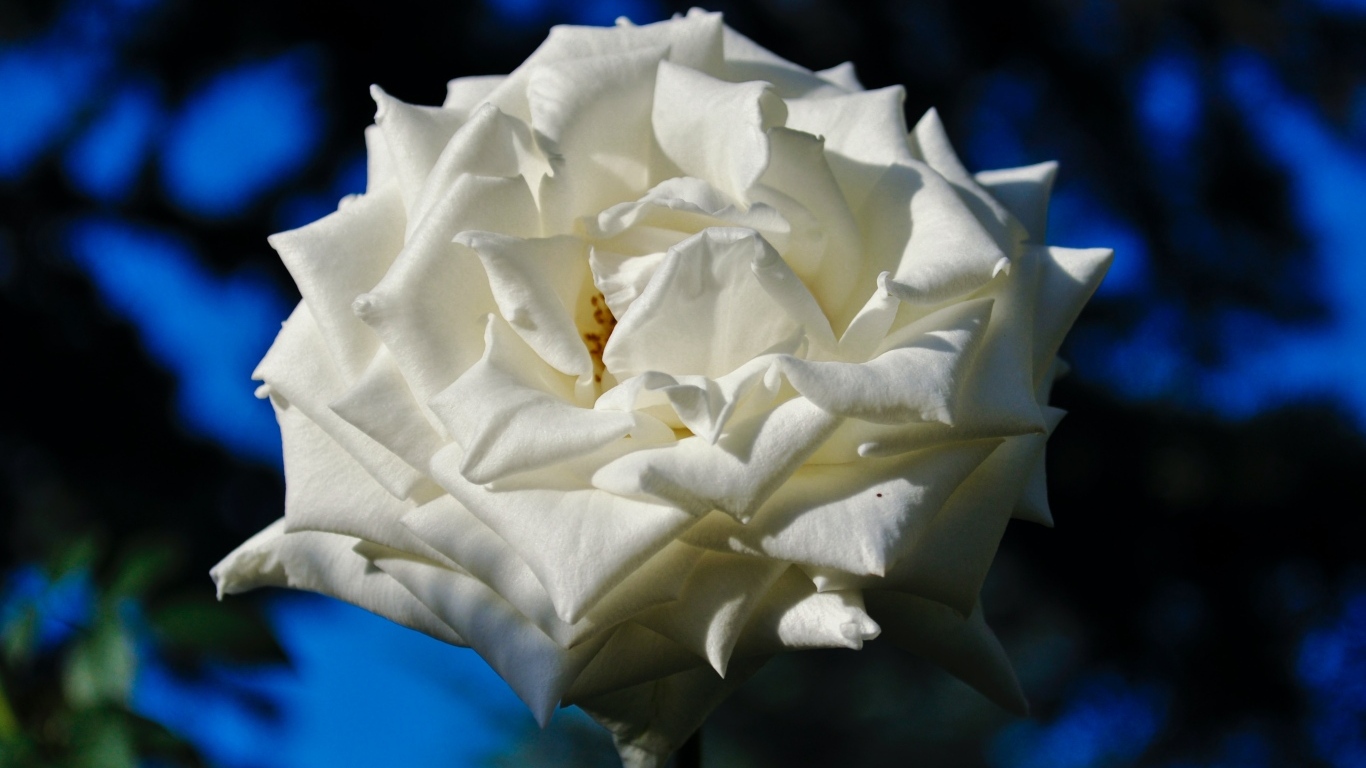 Белая садовая роза в лучах солнца