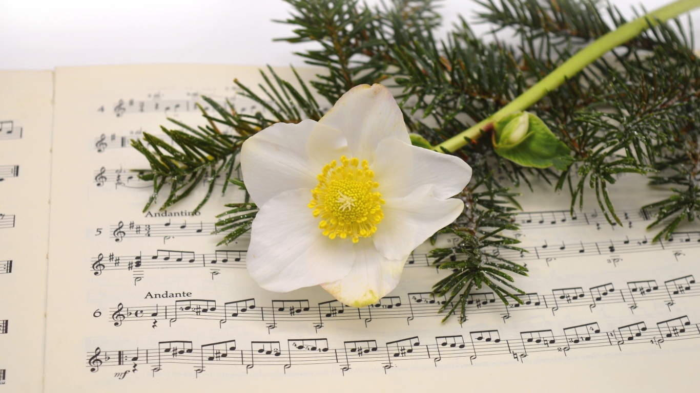 Белый цветок морозника с еловой веткой на нотной тетради