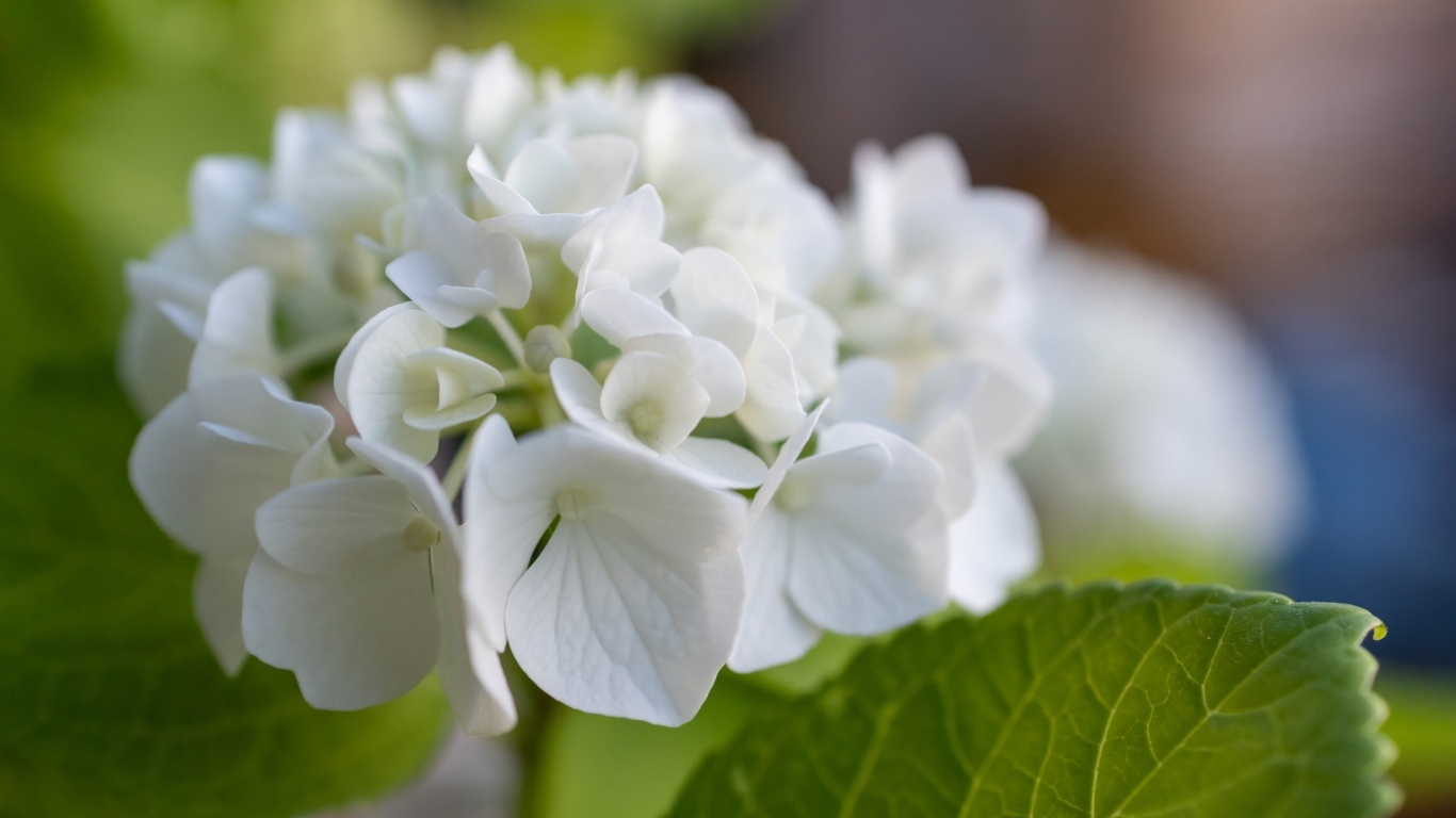 Белые цветы гортензии с зелеными листьями
