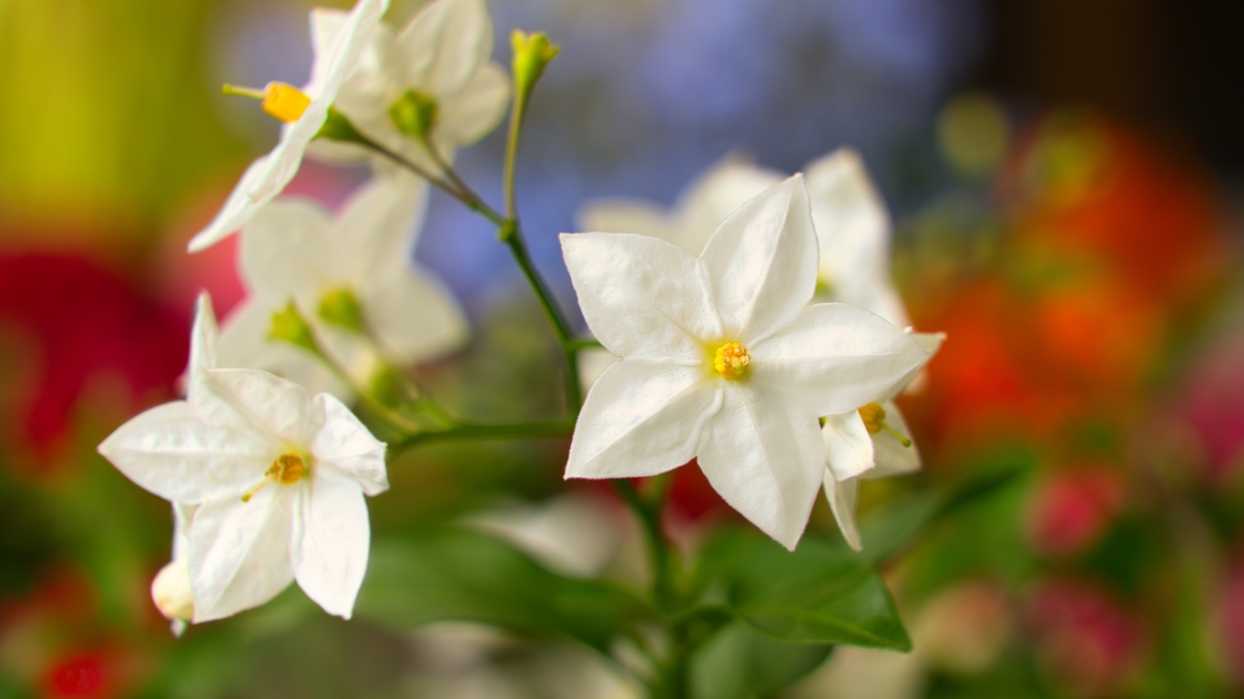 Белые комнатные цветы крупным планом