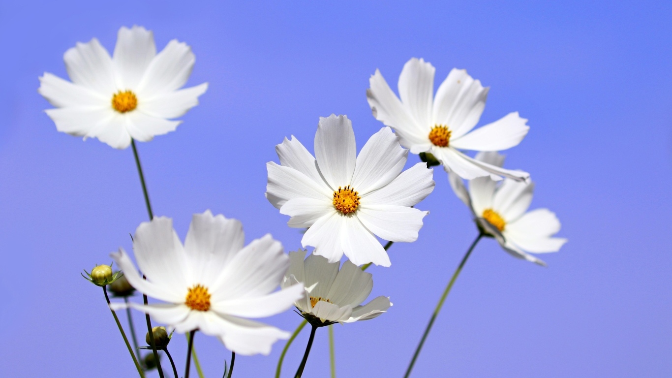 Белые цветы космея на фоне голубого неба
