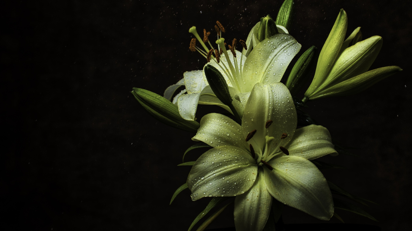 Белые цветы лилии в каплях росы на черном фоне