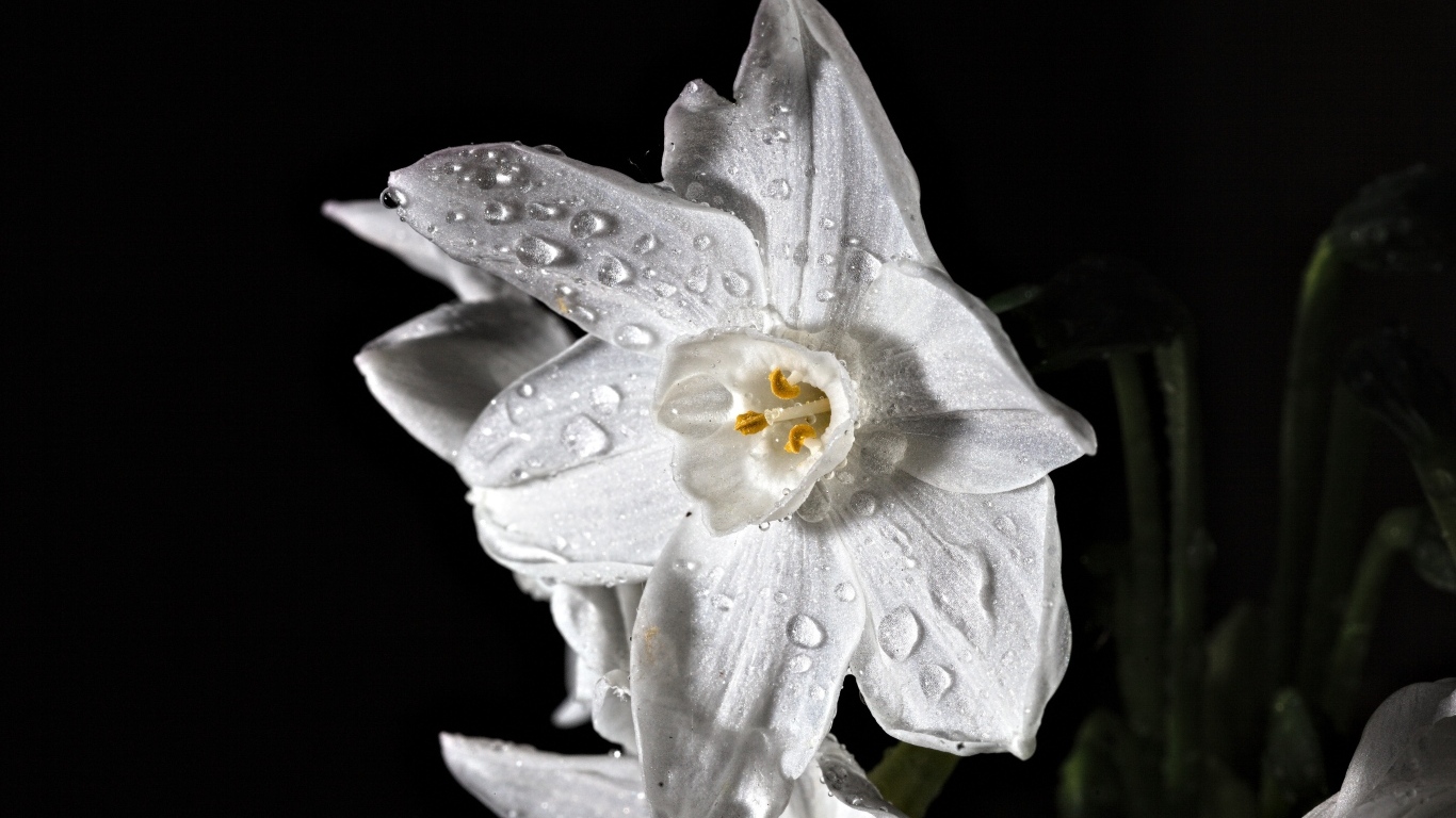 Белый цветок нарцисса в каплях росы