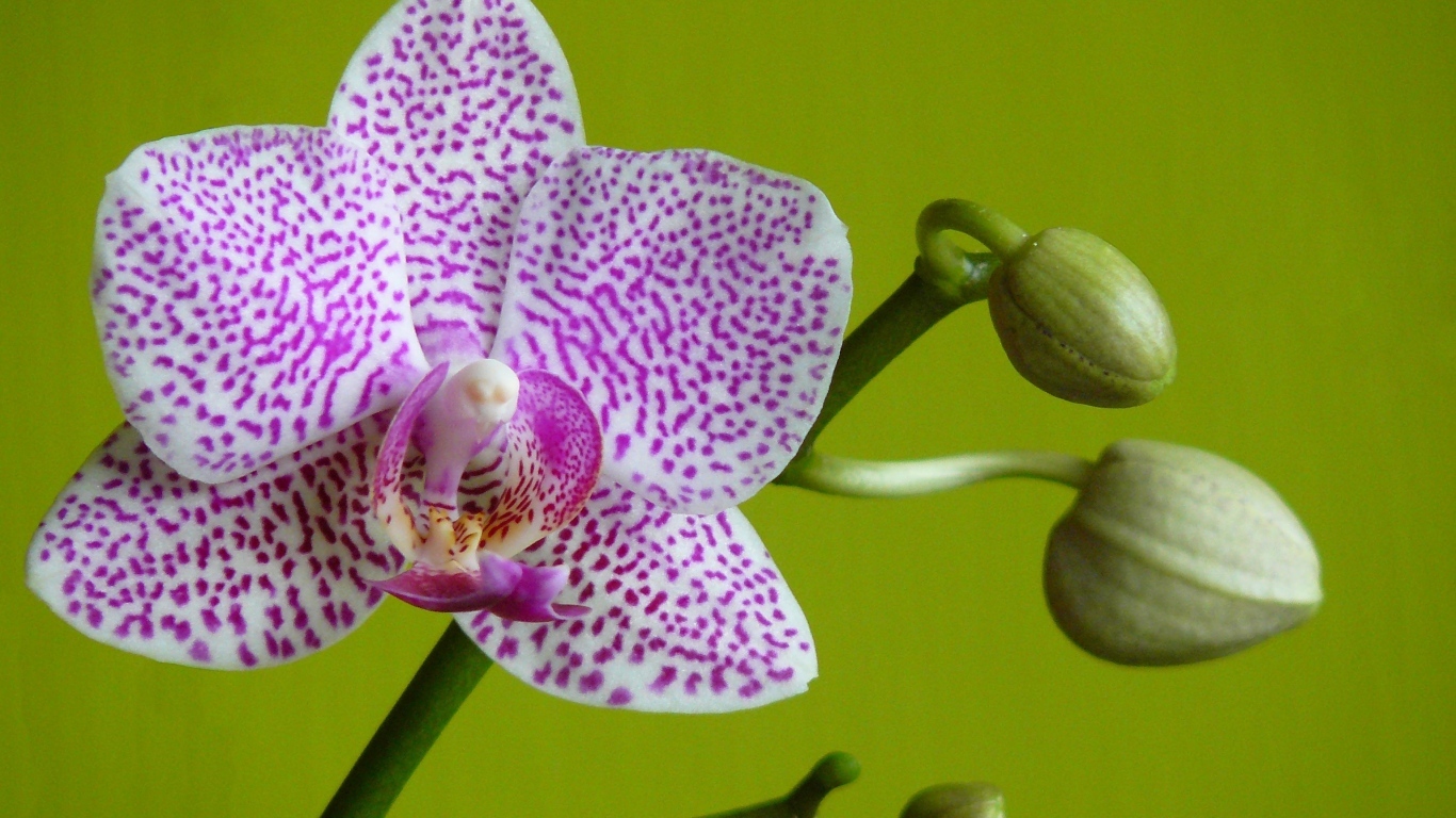 Белая в сиреневую крапинку орхидея с бутонами