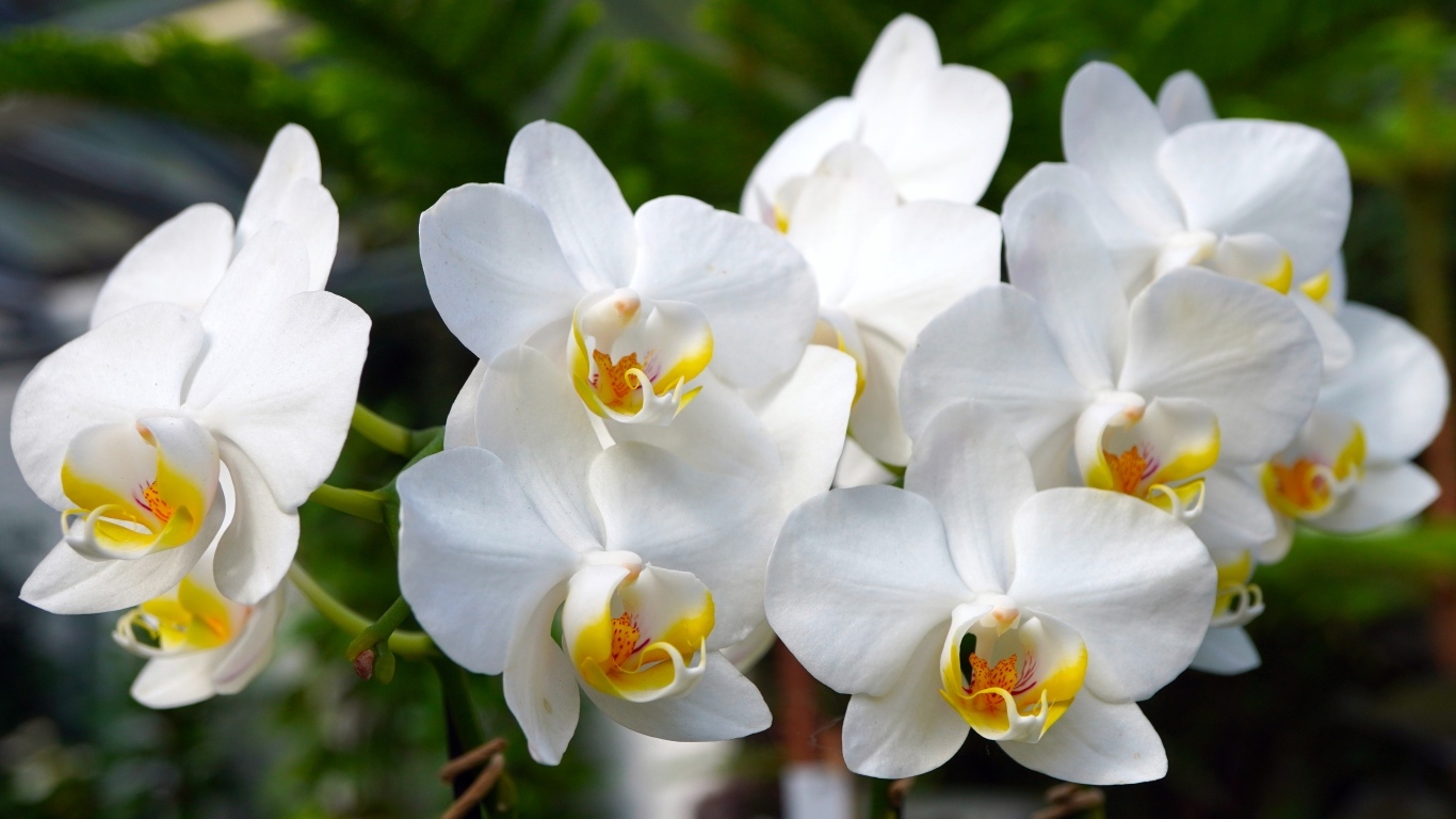Белые орхидеи крупным планом 