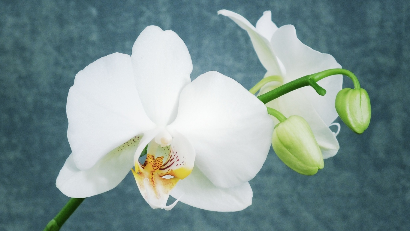 Белые орхидеи с бутонами на фоне серой стены