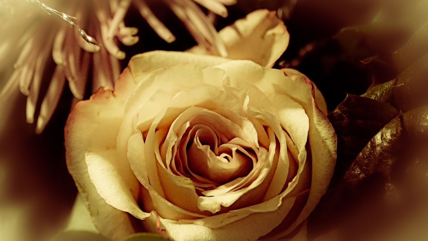 Белый цветок розы в букете вблизи