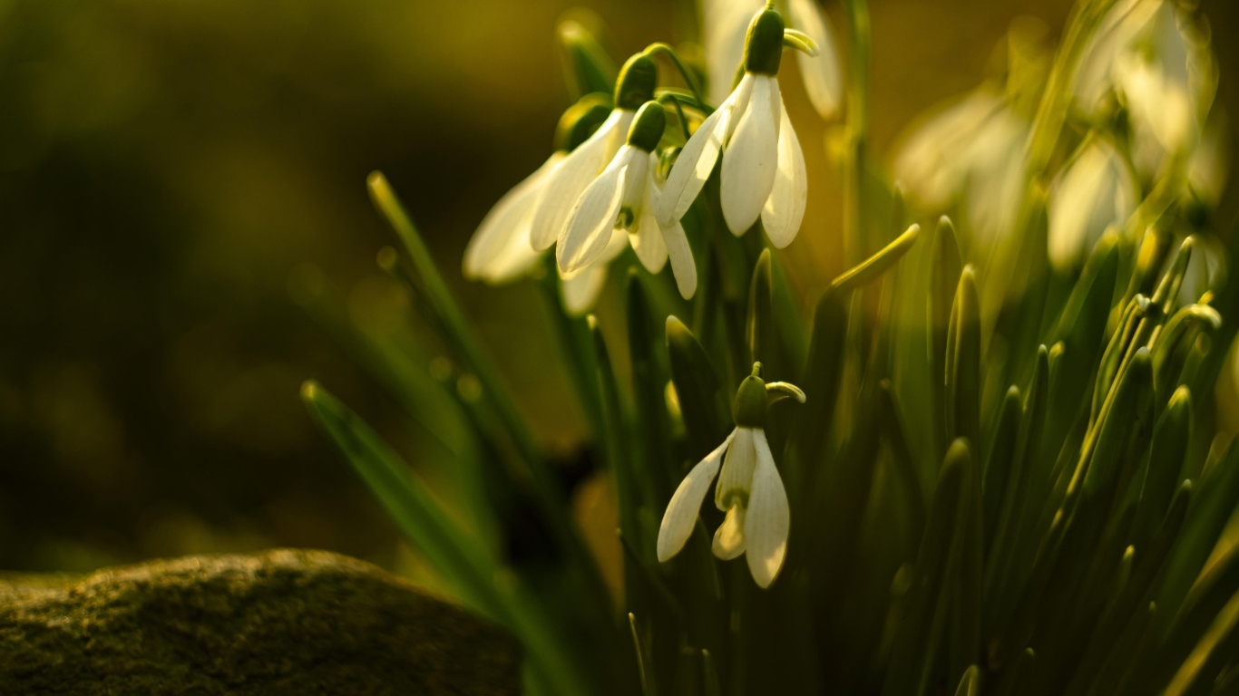 Белые цветы подснежника в лучах весеннего солнца