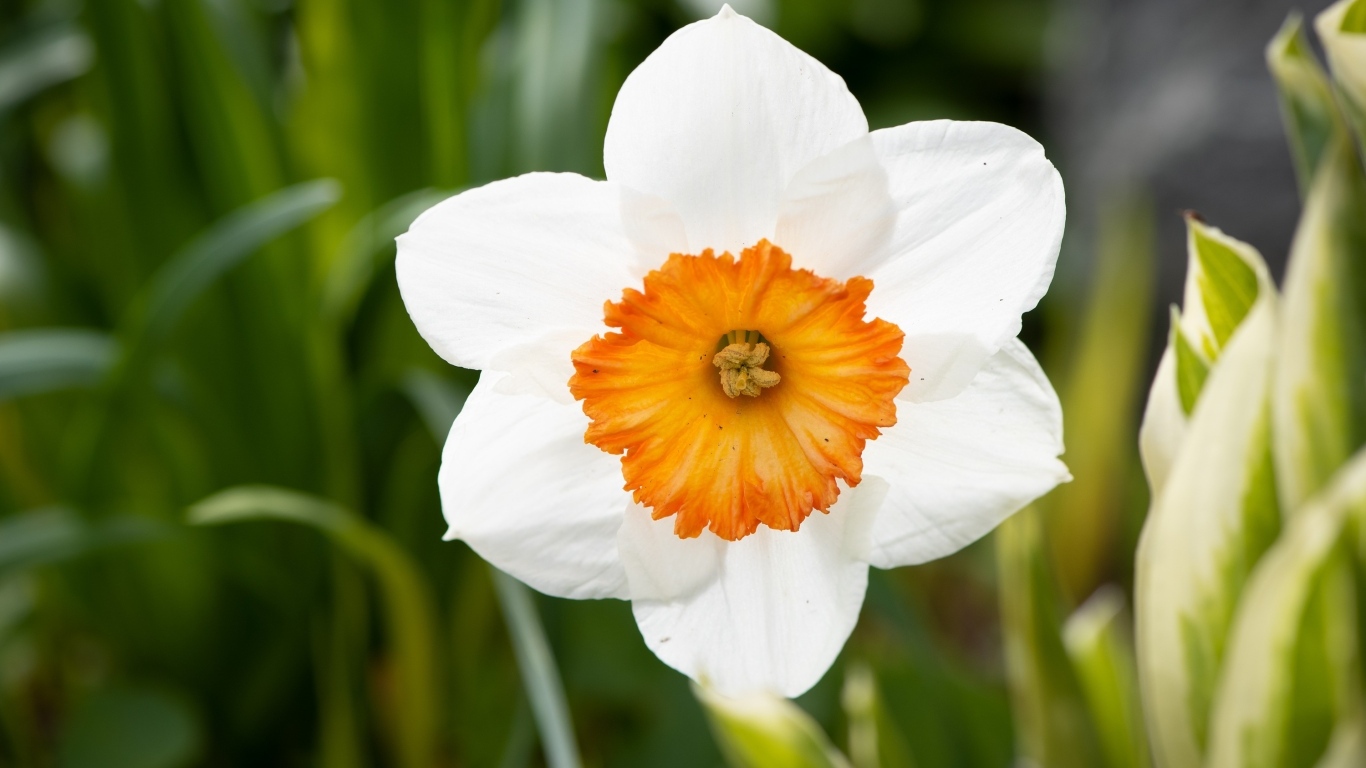 Белый весенний нарцисс крупным планом