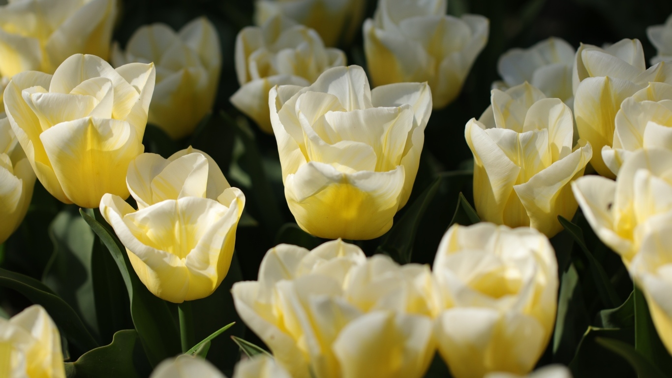 Белые тюльпаны на клумбе в лучах солнца