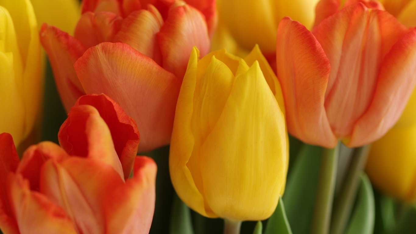 Желтые и оранжевые тюльпаны крупным планом