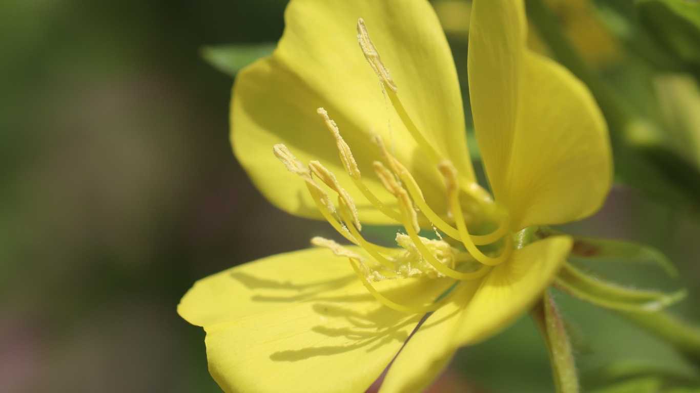 Желтый красивый цветок энотера