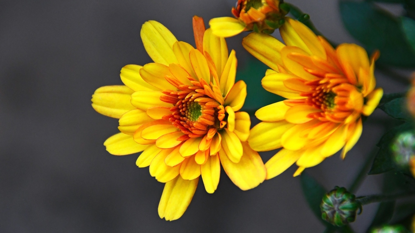 Желтые хризантемы с бутонами на сером фоне