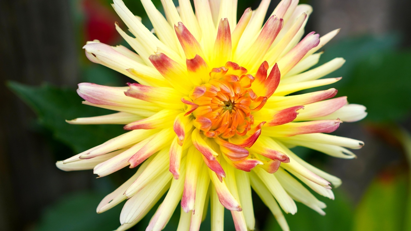 Цветок желтого георгина с острыми лепестками