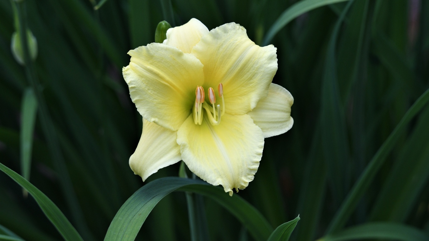 Желтый цветок лилии в зеленых листьях