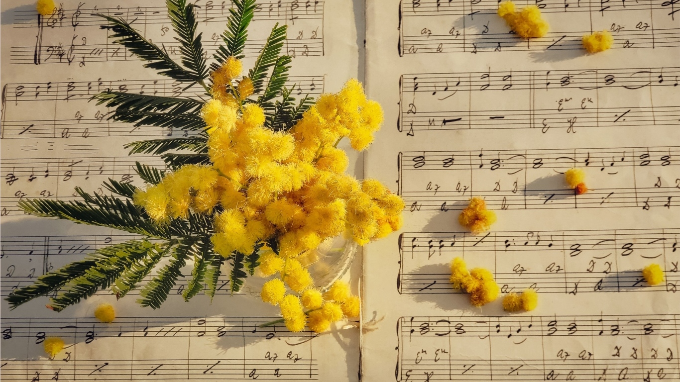 Желтые цветы мимозы на нотной тетради