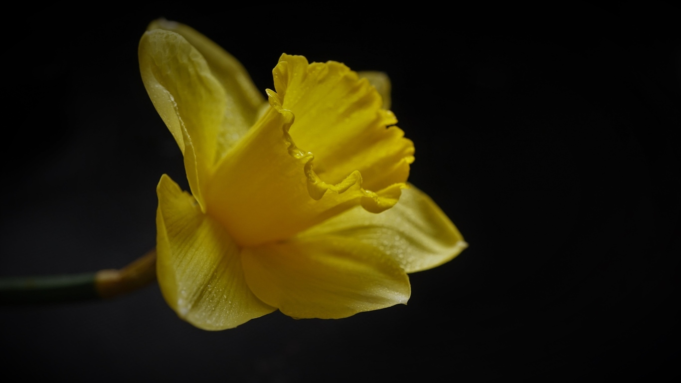 Желтый цветок нарцисса на черном фоне