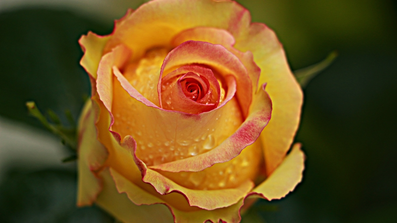 Желтая роза в каплях крупным планом