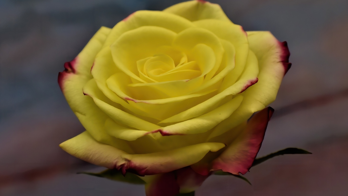 Желтая роза с красными краями на лепестках 