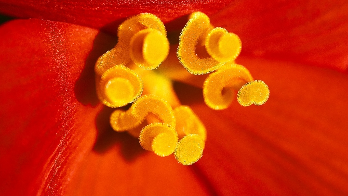 Желтые тычинки красного тюльпана