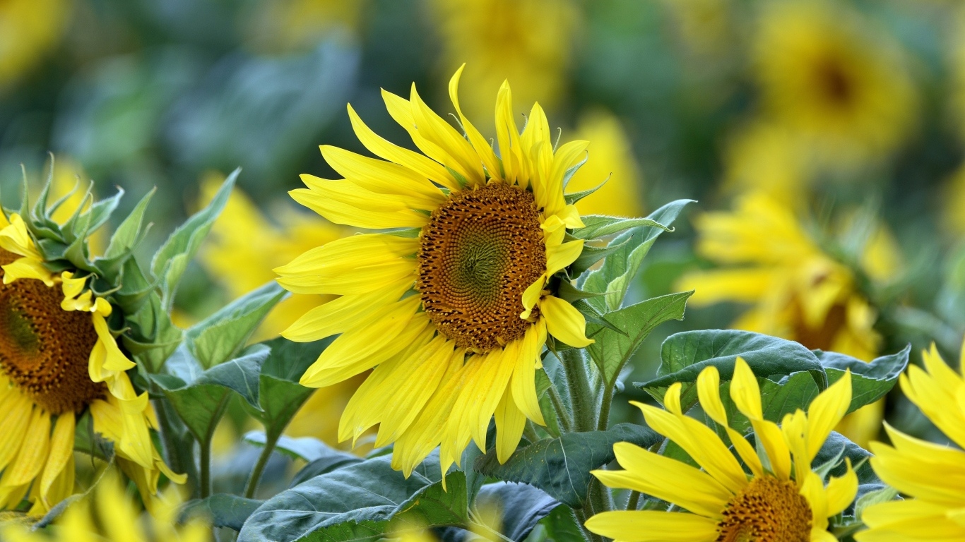 Желтые цветы подсолнуха на поле крупным планом